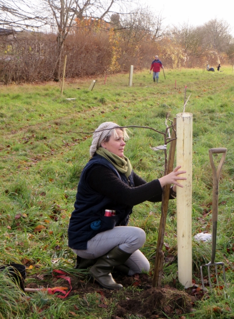 A young volunteer planting a fruit tree