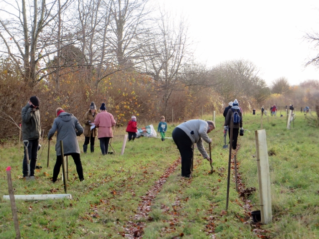 Volunteers working among young trees in the community woodland